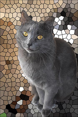 Grey cat with mosaic background